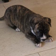 Medium Photo #1 Bullboxer Pit Puppy For Sale in San Diego, CA, USA