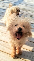 Bichon Frise Dogs for adoption in Baileyton, AL, USA