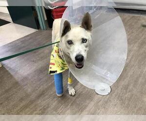 Siberian Husky-Unknown Mix Dogs for adoption in Pasadena, CA, USA