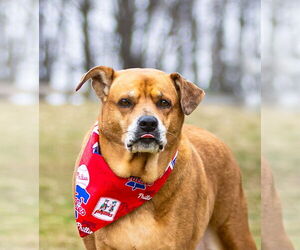 Labrador Retriever-Unknown Mix Dogs for adoption in Unionville, PA, USA