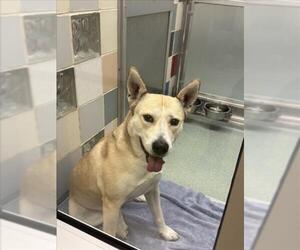 Huskies -Unknown Mix Dogs for adoption in Plano, TX, USA