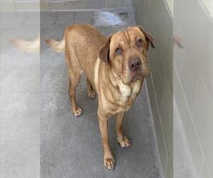 Chinese Shar-Pei-Unknown Mix Dogs for adoption in Riverside, CA, USA