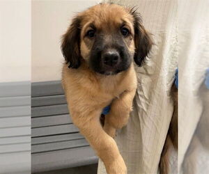 German Shepherd Dog-Poodle (Miniature) Mix Dogs for adoption in Rancho Cucamonga, CA, USA