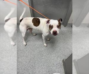 American Pit Bull Terrier-Unknown Mix Dogs for adoption in Pasadena, TX, USA