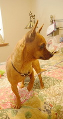Chug Dogs for adoption in Tehachapi, CA, USA
