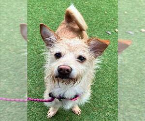 Chihuahua-Unknown Mix Dogs for adoption in Woodland, CA, USA