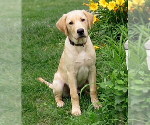 Labrador Retriever-Unknown Mix Dogs for adoption in Grovertown, IN, USA