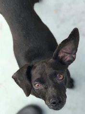 Dachshund Dogs for adoption in Alexandria, VA, USA