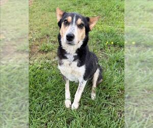German Shepherd Dog-Unknown Mix Dogs for adoption in Conroe, TX, USA