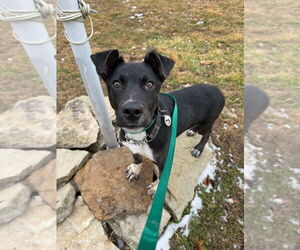 Mutt Dogs for adoption in Foristell, MO, USA