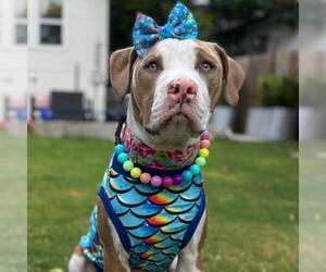 American Staffordshire Terrier-Unknown Mix Dogs for adoption in San Antonio, TX, USA