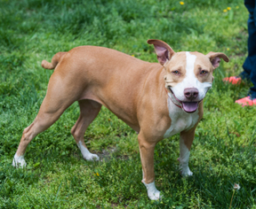 American Pit Bull Terrier-Unknown Mix Dogs for adoption in Versailles, KY, USA