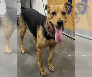 German Shepherd Dog-Unknown Mix Dogs for adoption in Forestville, MD, USA