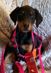 Doberman Pinscher Dogs for adoption in Edmond, OK, USA