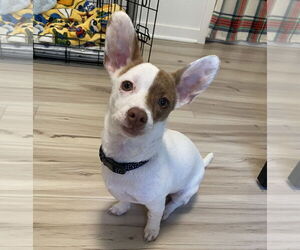 Chihuahua-Welsh Corgi Mix Dogs for adoption in Princeton, MN, USA