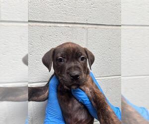 American Pit Bull Terrier Dogs for adoption in Stockton, CA, USA