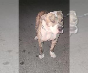 American Staffordshire Terrier-Unknown Mix Dogs for adoption in San Antonio, TX, USA