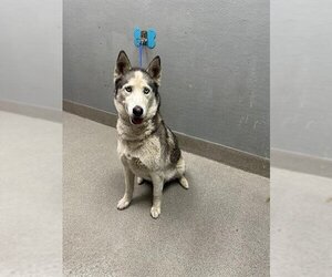 Siberian Husky-Unknown Mix Dogs for adoption in Las Vegas, NV, USA