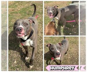 American Staffordshire Terrier-Unknown Mix Dogs for adoption in San Antonio, TX, USA