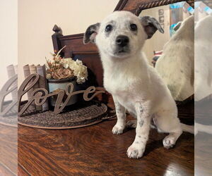 Australian Shepherd-Unknown Mix Dogs for adoption in Vail, AZ, USA