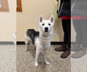 - Mix Dogs for adoption in Fargo, ND, USA