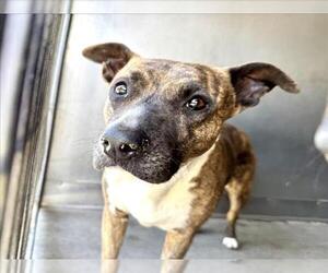 American Pit Bull Terrier Dogs for adoption in San Bernardino, CA, USA