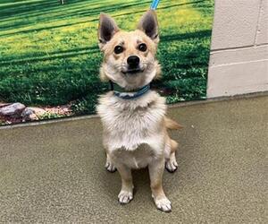 Chihuahua-Shiba Inu Mix Dogs for adoption in Moreno Valley, CA, USA