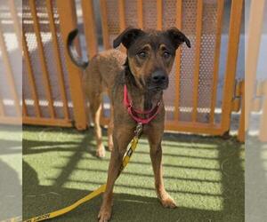 German Shepherd Dog-Unknown Mix Dogs for adoption in Las Vegas, NV, USA