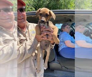 Labrador Retriever-Unknown Mix Dogs for adoption in Stockton, CA, USA