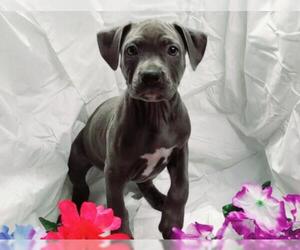 Bullboxer Pit Dogs for adoption in Find us on Facebook- MARS of Illinois, Murphysboro, IL, USA