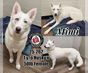 Siberian Husky Dogs for adoption in Georgetown, KY, USA