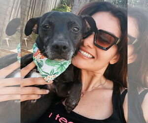 Chihuahua Dogs for adoption in Menifee, CA, USA