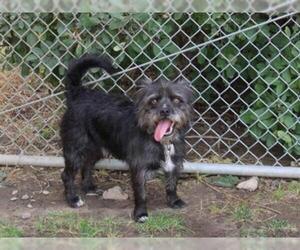 Border Terrier Dogs for adoption in Modesto, CA, USA