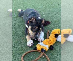 American Pit Bull Terrier-Unknown Mix Dogs for adoption in Martinez, CA, USA