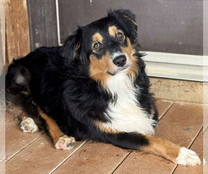 Australian Shepherd Dogs for adoption in Bon Carbo, CO, USA