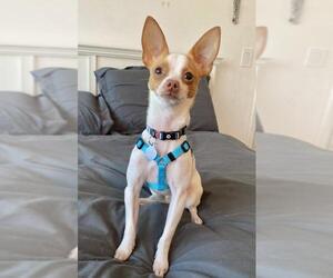 Chihuahua Dogs for adoption in Palo Alto, CA, USA