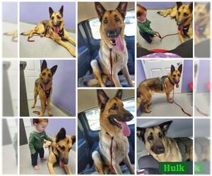 German Shepherd Dog Dogs for adoption in Blacksburg, SC, USA