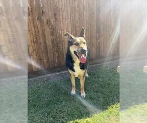 German Shepherd Dog-Unknown Mix Dogs for adoption in Plano, TX, USA