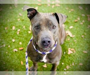 American Pit Bull Terrier Dogs for adoption in Orlando, FL, USA