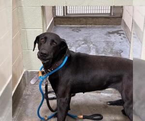 Mutt Dogs for adoption in Upland, CA, USA