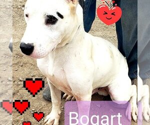 Bull Terrier-Dalmatian Mix Dogs for adoption in San Diego, CA, USA