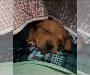 Redbone Coonhound-Unknown Mix Dogs for adoption in Oakhurst, NJ, USA