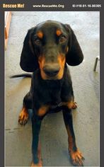 Medium Photo #1 Black and Tan Coonhound Puppy For Sale in Ontario, Ontario, Canada