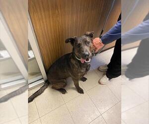 - Mix Dogs for adoption in Stockton, CA, USA