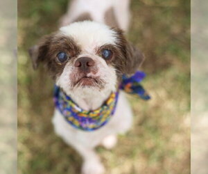 Shih Tzu-Unknown Mix Dogs for adoption in San Antonio, TX, USA