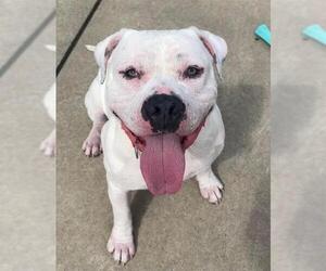 American Pit Bull Terrier Dogs for adoption in Sacramento, CA, USA