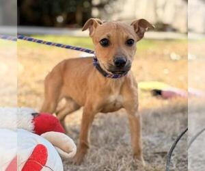 Mountain Cur-Unknown Mix Dogs for adoption in Yardley, PA, USA
