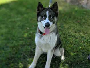 Siberian Husky Dogs for adoption in San Clemente, CA, USA
