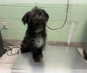 Mutt Dogs for adoption in Grand Prairie, TX, USA