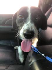 Medium Photo #1 Beagle-Border Collie Mix Puppy For Sale in Cincinnati, OH, USA